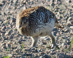 Tympanuchus phasianellus