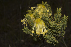 Pimelea suaveolens