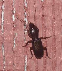 Stenomorphus californicus