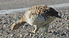 Tympanuchus phasianellus