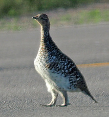 Tympanuchus phasianellus