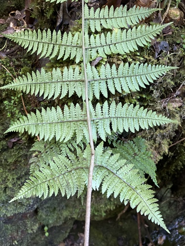 Dryopteris mauiensis observed 2022-09-27