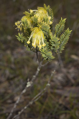 Pimelea suaveolens