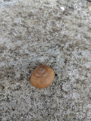 Acusta