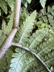 Dryopteris mauiensis