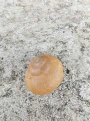 Acusta