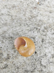 Acusta