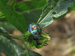 Tectocoris diophthalmus