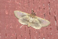 Apilocrocis brumalis