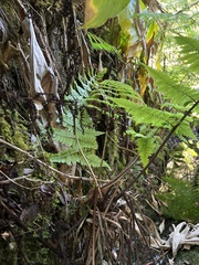 Dryopteris mauiensis
