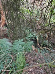 Dicksonia squarrosa
