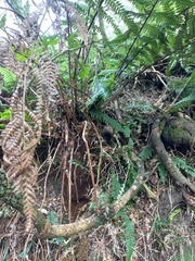 Dicksonia squarrosa