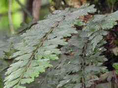 Asplenium praemorsum