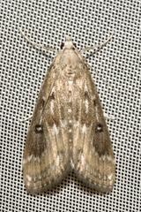 Parapoynx stratiotata