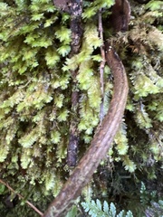 Dryopteris mauiensis