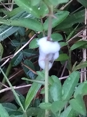 Callitettix versicolor