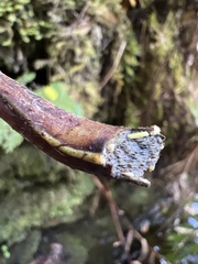 Dryopteris mauiensis