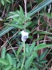 Callitettix versicolor