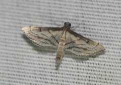 Marasmia cochrusalis