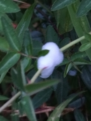 Callitettix versicolor