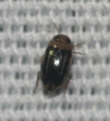 Neobidessus pullus pullus