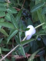 Callitettix versicolor