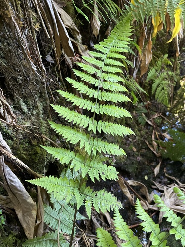 Dryopteris mauiensis observed 2022-09-27