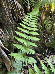 Dryopteris mauiensis