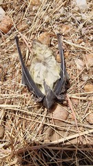 Scotophilus leucogaster