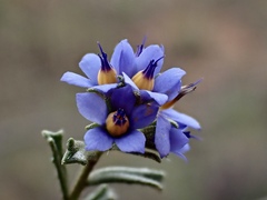 Halgania cyanea