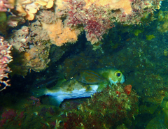 Meuschenia hippocrepis