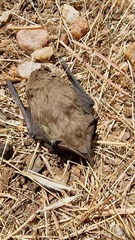 Scotophilus leucogaster