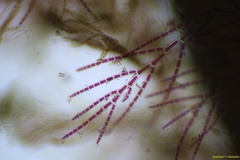 Spermothamnion pinnatum