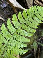 Dryopteris mauiensis