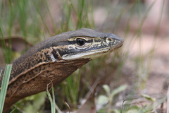 Varanus panoptes panoptes