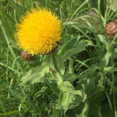 Centaurea macrocephala