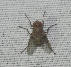 Ormia