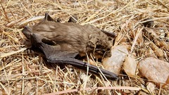 Scotophilus leucogaster