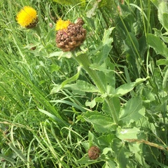Centaurea macrocephala