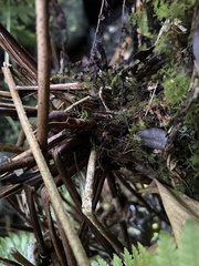 Dryopteris mauiensis