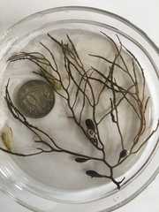 Spermothamnion pinnatum
