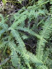 Sticherus owhyhensis