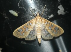 Samea baccatalis