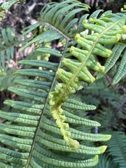 Sticherus owhyhensis