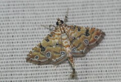 Ommatospila narcaeusalis