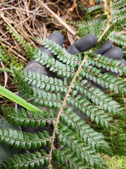 Polystichum vestitum