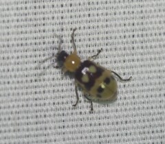 Paranapiacaba connexa