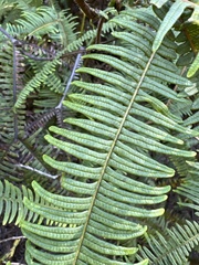 Sticherus owhyhensis