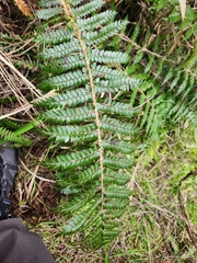Polystichum vestitum