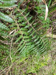 Polystichum vestitum